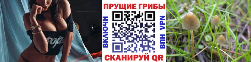 Галлюциногенные грибы Cubensis  Купить где  Пермь 